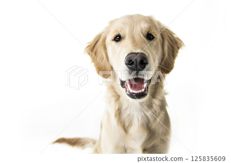 beautiful young Golden Retriever Portrait isolated on white 125835609