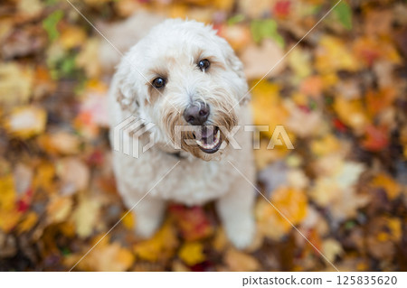 Happy goldendoodle dog outside in autumn season Happy goldendoodle dog outside in autumn season 125835620