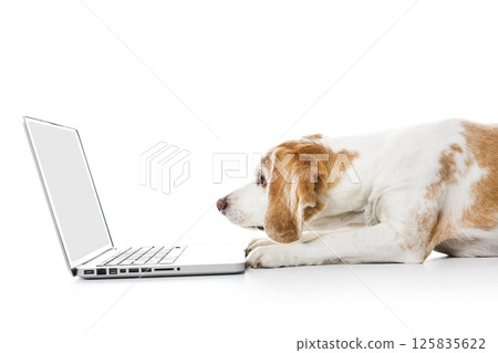 Beagle dog computer isolated on white background 125835622