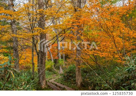 Burning autumn Oze colored with colored leaves Burning autumn Oze colored with colored leaves 125835730
