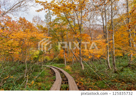 Burning autumn Oze colored with colored leaves 125835732