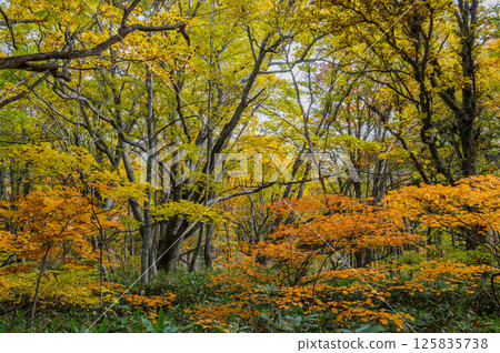 Burning autumn Oze colored with colored leaves 125835738