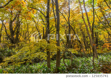 Burning autumn Oze colored with colored leaves Burning autumn Oze colored with colored leaves 125835741