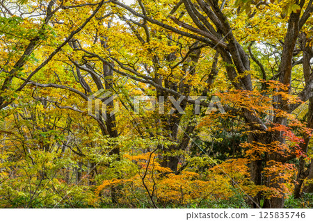 Burning autumn Oze colored with colored leaves 125835746