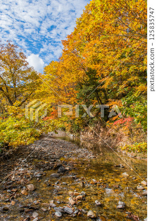 Burning autumn Oze colored with colored leaves 125835747