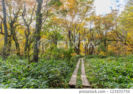 Burning autumn Oze colored with colored leaves 125835750