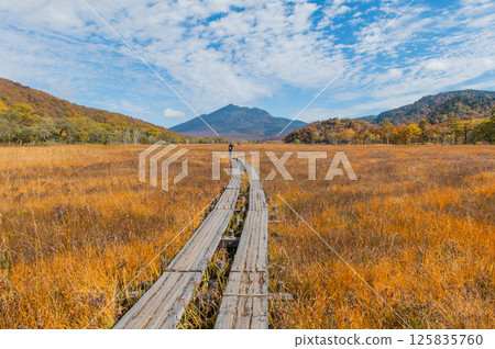 Burning autumn Oze colored with colored leaves 125835760