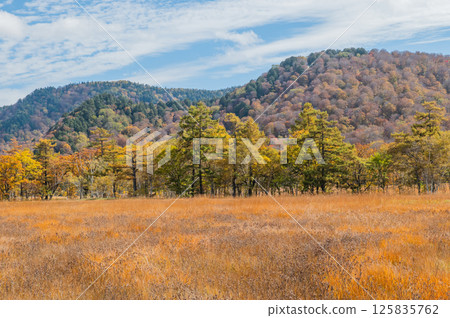 用紅葉著色的燃燒的秋天尾瀨 125835762