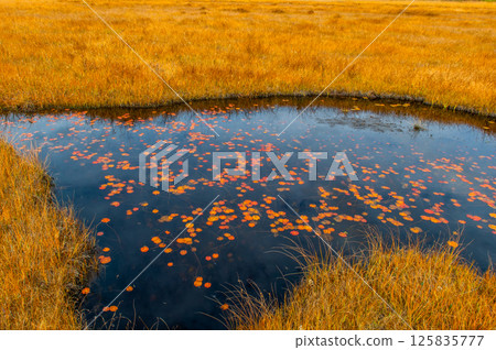 Burning autumn Oze colored with colored leaves 125835777