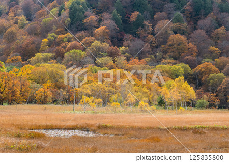 Burning autumn Oze colored with colored leaves 125835800