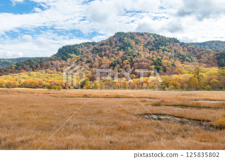 Burning autumn Oze colored with colored leaves 125835802