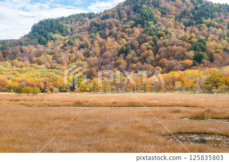 Burning autumn Oze colored with colored leaves 125835803