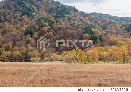 Burning autumn Oze colored with colored leaves Burning autumn Oze colored with colored leaves 125835806