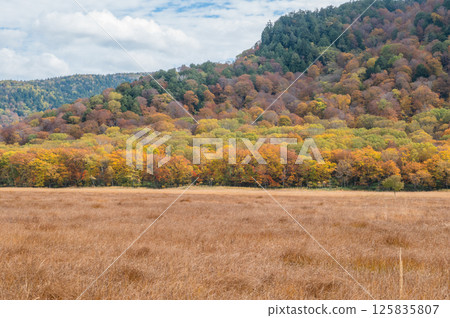 Burning autumn Oze colored with colored leaves Burning autumn Oze colored with colored leaves 125835807