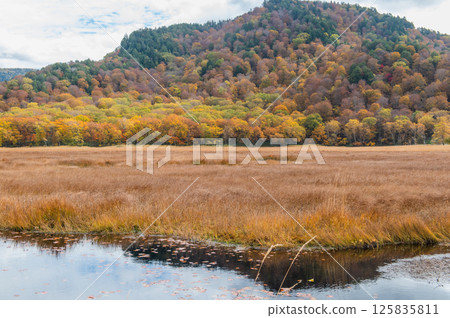 Burning autumn Oze colored with colored leaves 125835811