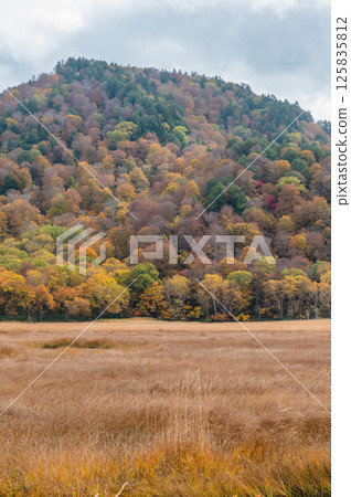 Burning autumn Oze colored with colored leaves Burning autumn Oze colored with colored leaves 125835812