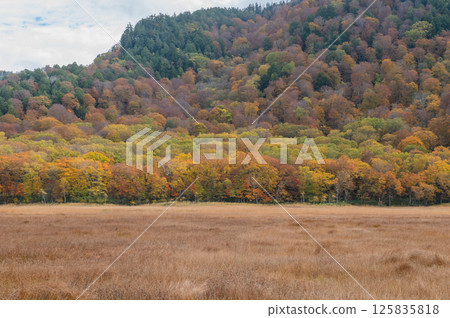 Burning autumn Oze colored with colored leaves Burning autumn Oze colored with colored leaves 125835818