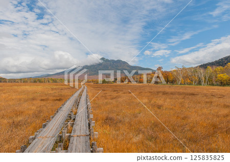 Burning autumn Oze colored with colored leaves 125835825