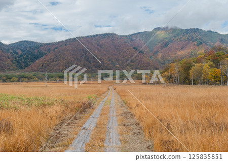 Burning autumn Oze colored with colored leaves Burning autumn Oze colored with colored leaves 125835851
