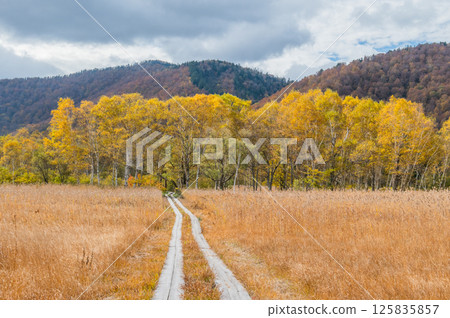 Burning autumn Oze colored with colored leaves Burning autumn Oze colored with colored leaves 125835857