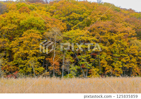 Burning autumn Oze colored with colored leaves Burning autumn Oze colored with colored leaves 125835859