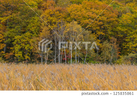 Burning autumn Oze colored with colored leaves 125835861