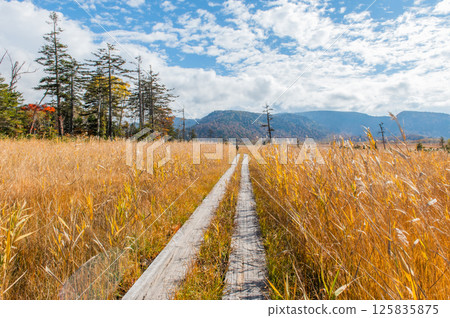 Burning autumn Oze colored with colored leaves Burning autumn Oze colored with colored leaves 125835875