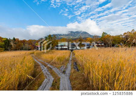 Burning autumn Oze colored with colored leaves 125835886