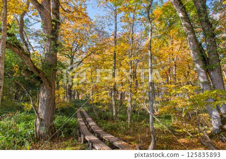 Burning autumn Oze colored with colored leaves Burning autumn Oze colored with colored leaves 125835893