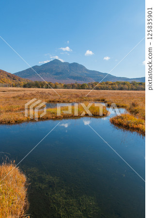 Burning autumn Oze colored with colored leaves 125835901