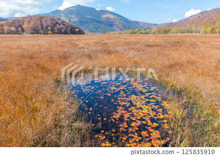 Burning autumn Oze colored with colored leaves 125835910