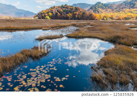 Burning autumn Oze colored with colored leaves 125835926