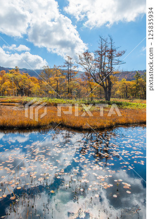 用紅葉著色的燃燒的秋天尾瀨 125835934