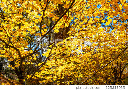 Burning autumn Oze colored with colored leaves Burning autumn Oze colored with colored leaves 125835935