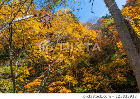 Burning autumn Oze colored with colored leaves 125835938