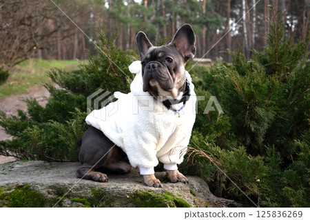 A French bulldog dressed in a white cozy outfit poses on a rock surrounded by lush greenery, enjoying a tranquil moment in the park A French bulldog dressed in a white cozy outfit poses on a rock surrounded by lush greenery, enjoying a tranquil moment in the park 125836269