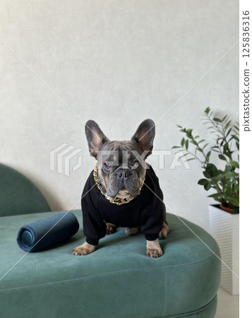 A French bulldog stands confidently on a green couch, dressed in a black sweater, with a potted plant nearby 125836316