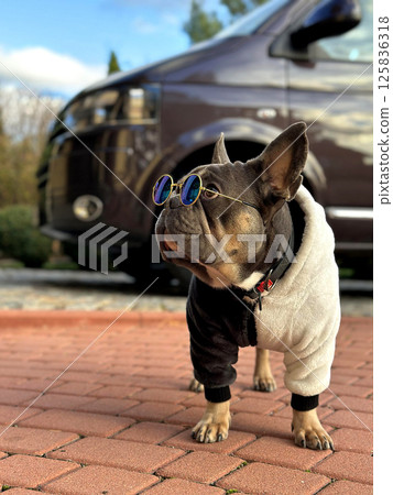 A French Bulldog dressed in a stylish outfit and sunglasses poses confidently on a paved driveway, with a car parked nearby A French Bulldog dressed in a stylish outfit and sunglasses poses confidently on a paved driveway, with a car parked nearby 125836318