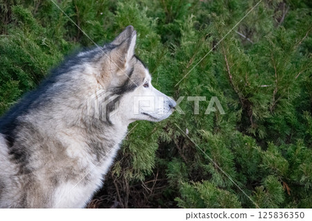 A wolf stands still, observing its surroundings, with lush greenery framing its profile, showcasing its natural beauty and curiosity A wolf stands still, observing its surroundings, with lush greenery framing its profile, showcasing its natural beauty and curiosity 125836350