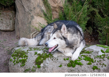 A husky lies comfortably on a moss-covered rock surrounded by greenery in a peaceful natural environment under clear skies A husky lies comfortably on a moss-covered rock surrounded by greenery in a peaceful natural environment under clear skies 125836351