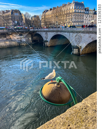 A seagull sitting on a lantern at the Seine river in Paris. High quality photo A seagull sitting on a lantern at the Seine river in Paris. High quality photo 125836383
