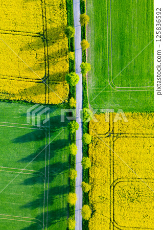 Vibrant spring fields showcase bright yellow rapeseed flowers alongside lush green grain. An aerial view highlights a winding road bordered by trees casting long shadows. 125836592