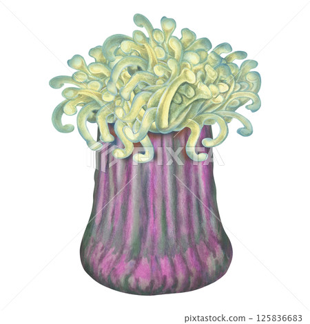 Watercolor sea anemones with green tentacles, purple body on white background for marine design Watercolor sea anemones with green tentacles, purple body on white background for marine design 125836683