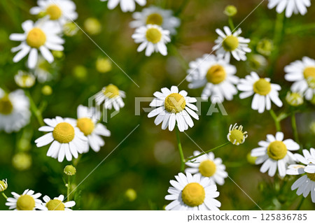 Chamomile Chamomile 125836785