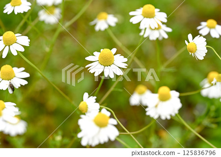 Chamomile 125836796