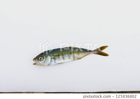 Beautiful freshly caught mojako (young yellowtail fish) 125836802