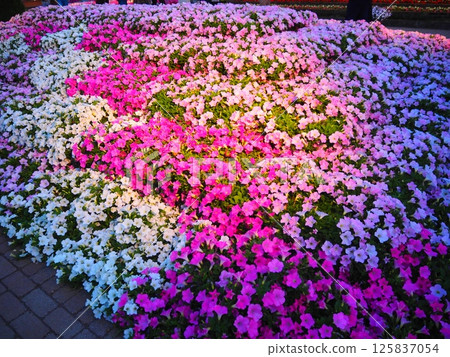 白色和粉紅色的草皮櫻花 白色和粉紅色的草皮櫻花 125837054