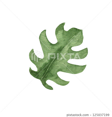 Monstera Tropical Leaf with cutouts. Watercolor Hand drawn floral illustration isolated on a white background. Design element for pattern, logo or decoration. Monstera Tropical Leaf with cutouts. Watercolor Hand drawn floral illustration isolated on a white background. Design element for pattern, logo or decoration. 125837199