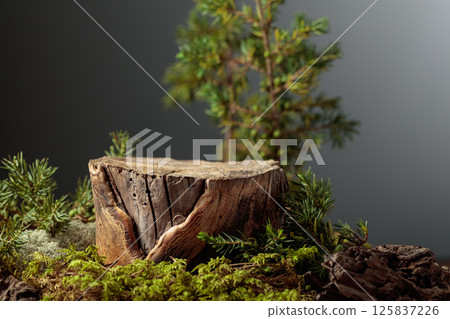 Composition with natural wood, moss and juniper branches. Composition with natural wood, moss and juniper branches. 125837226