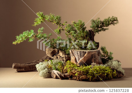 Composition with natural wood, moss and juniper branches. Composition with natural wood, moss and juniper branches. 125837228